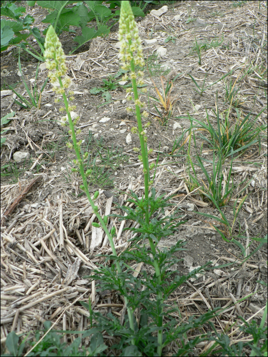 Reseda lutea L.