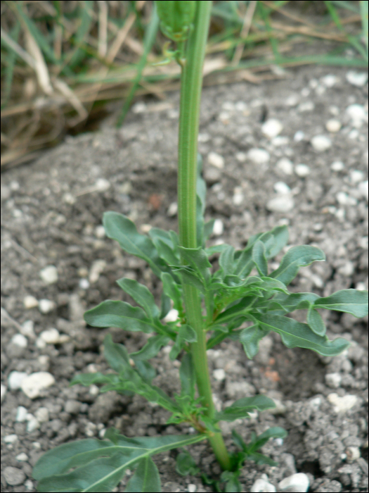 Reseda lutea L.