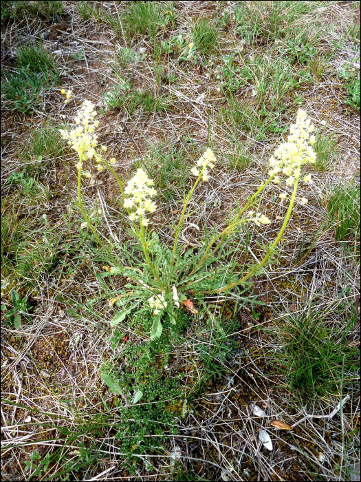 Reseda lutea L.