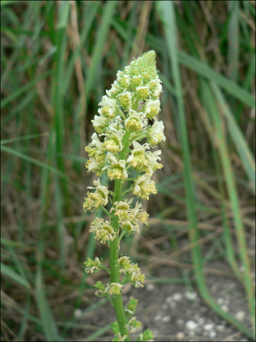 Reseda lutea L.