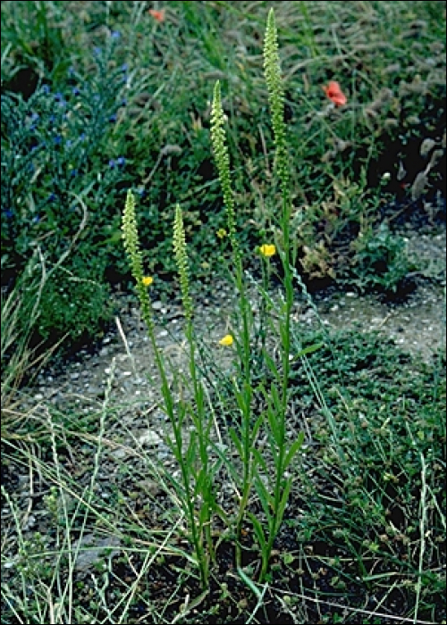 Reseda luteola L.