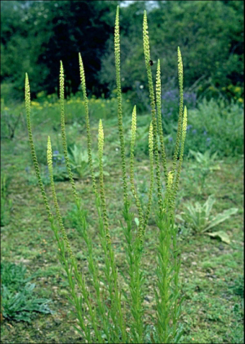 Reseda luteola L.