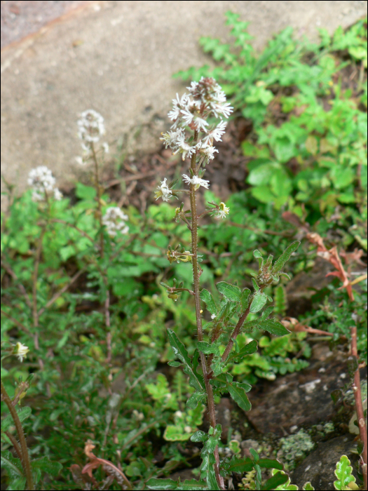 Reseda phyteuma L.