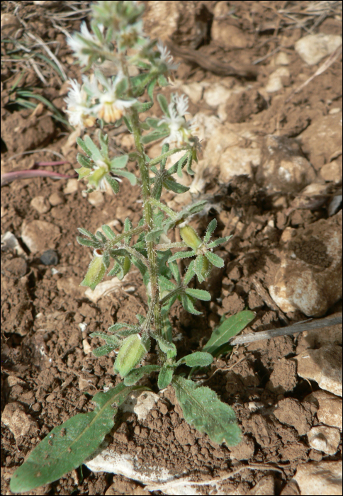 Reseda phyteuma L.