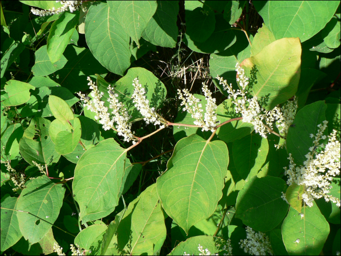 Reynoutria japonica (=Fallopia japonica)