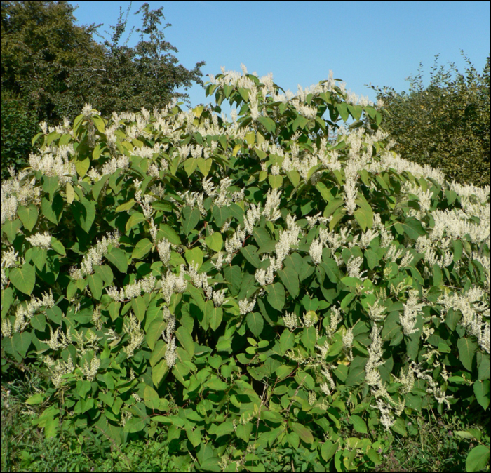 Reynoutria japonica (=Fallopia japonica)