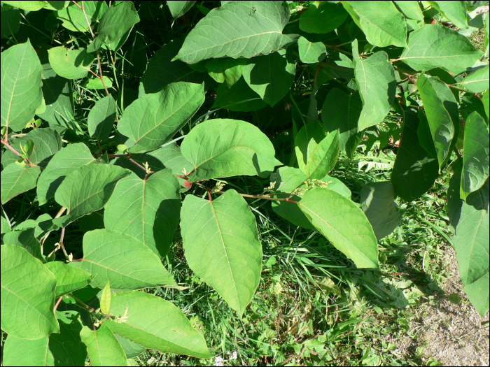 Reynoutria japonica (=Fallopia japonica)