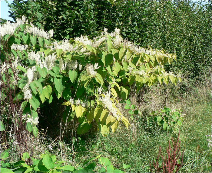 Reynoutria japonica (=Fallopia japonica)