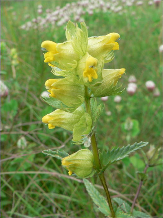 Rhinanthus minor Ehrh.