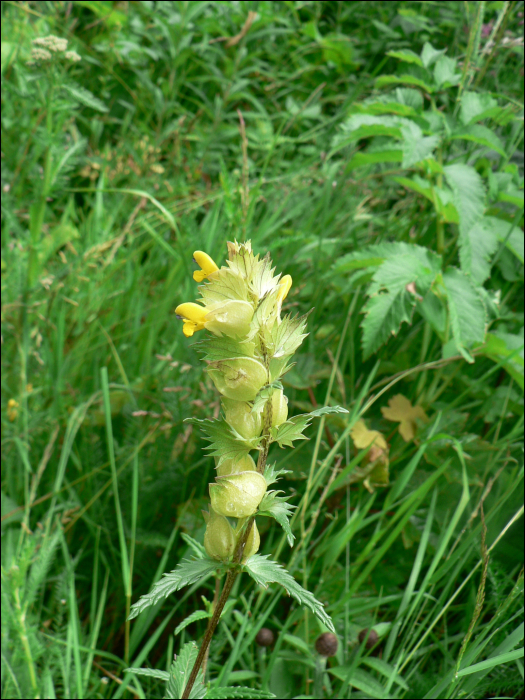 Rhinanthus minor Ehrh.