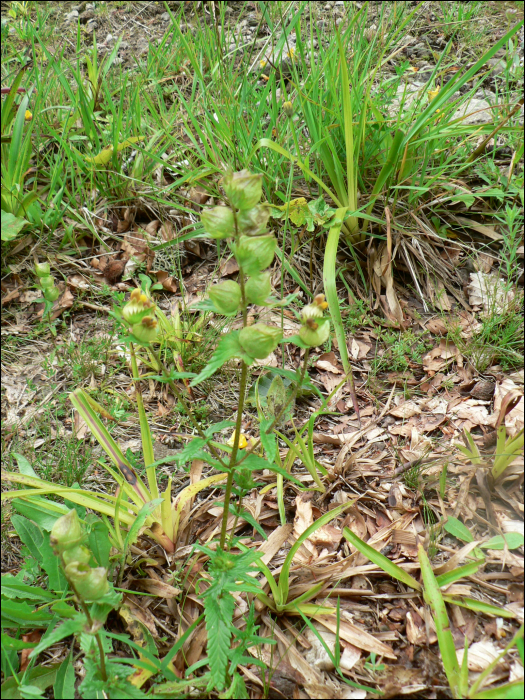 Rhinanthus minor Ehrh.