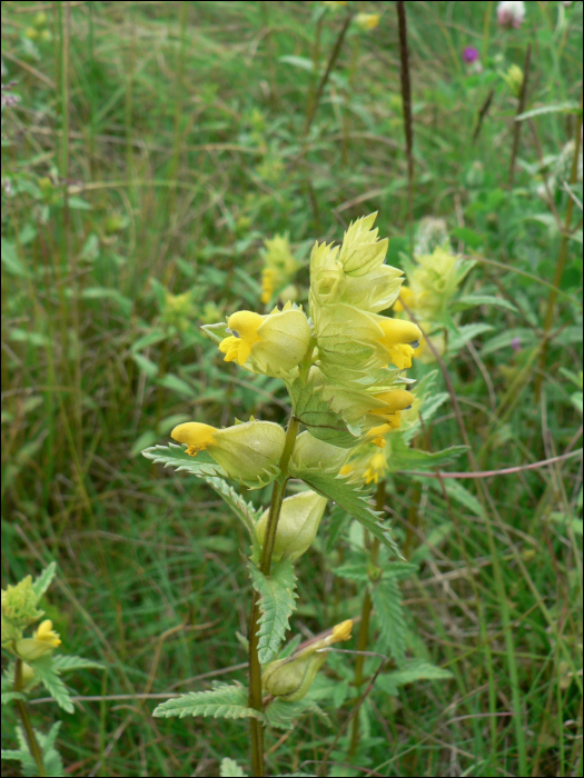 Rhinanthus minor Ehrh.