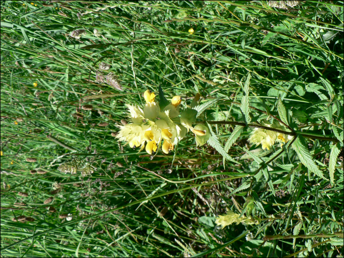 Rhinanthus minor Ehrh.