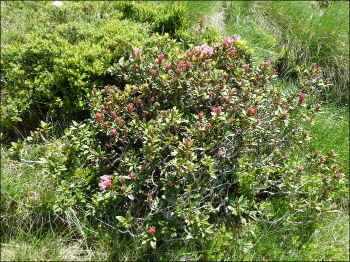 Rhododendron ferrugineum