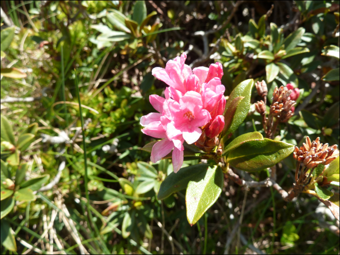 Rhododendron ferrugineum