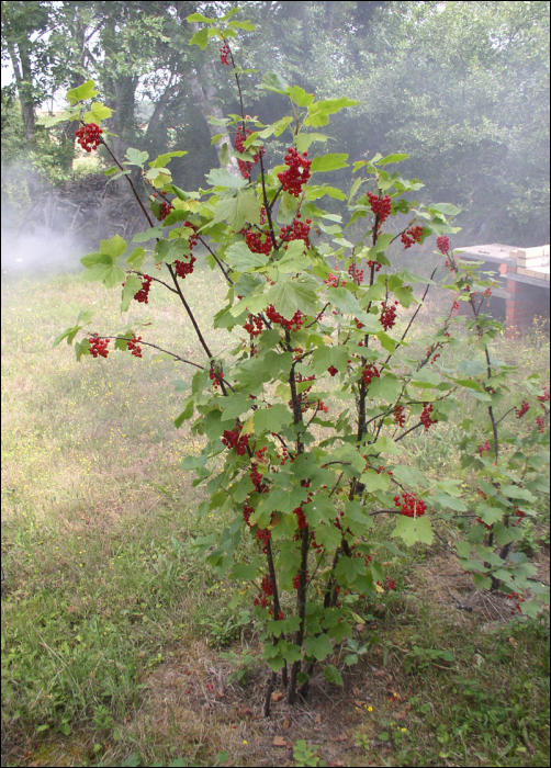 Ribes rubrum