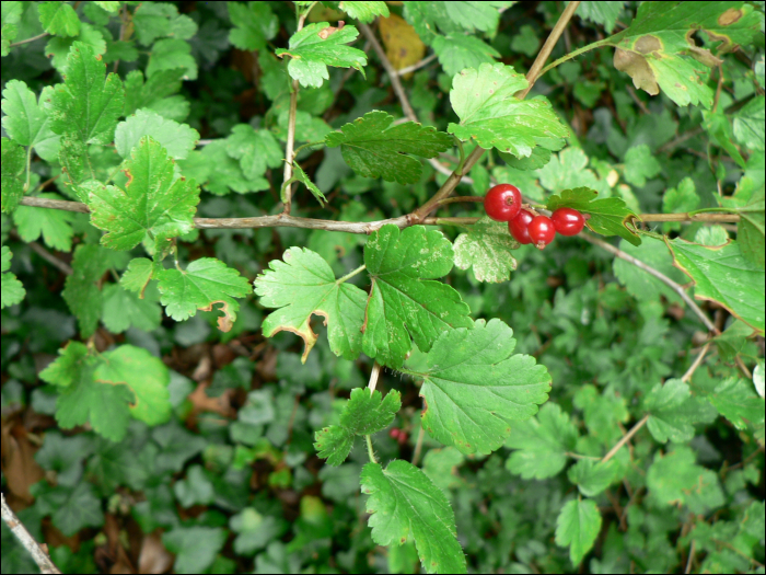 Ribes rubrum