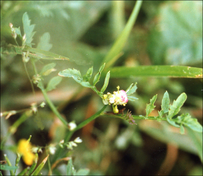 Roripa silvestris