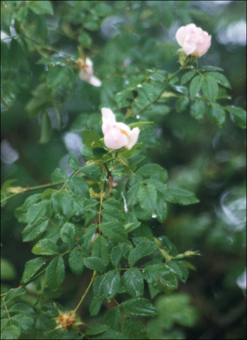 Rosa canina