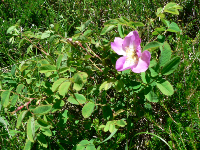 Rosa  pendulina L. (=Rosa alpina)