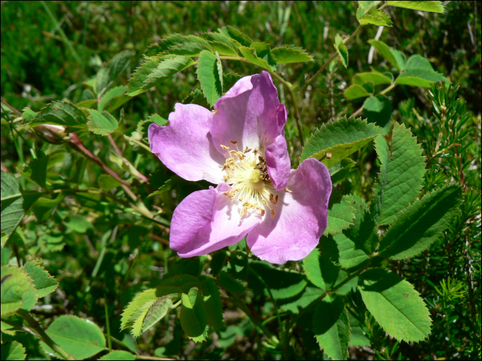 Rosa  pendulina L. (=Rosa alpina)
