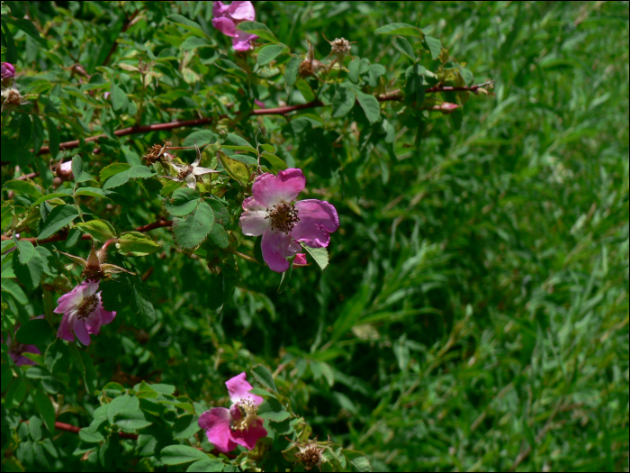 Rosa  pendulina L. (=Rosa alpina)