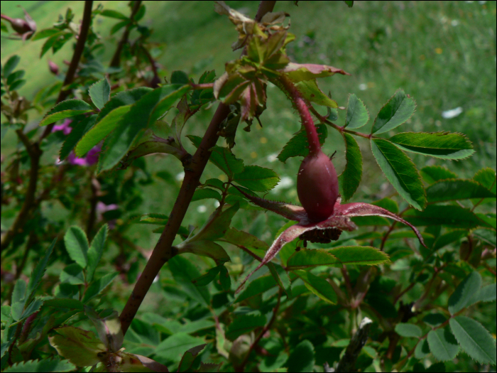 Rosa  pendulina L. (=Rosa alpina)