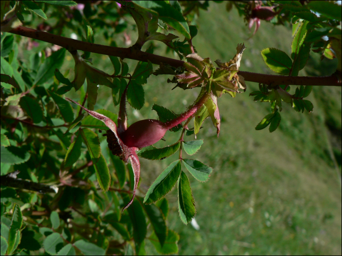 Rosa  pendulina L. (=Rosa alpina)