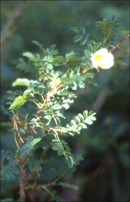 Rosa pinpinellifolia L.