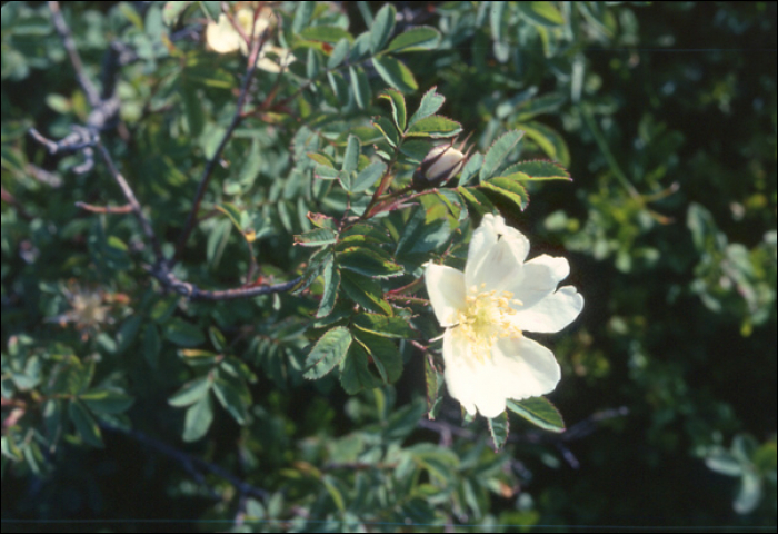 Rosa pinpinellifolia L.