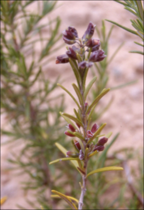 Rosmarinus officinalis