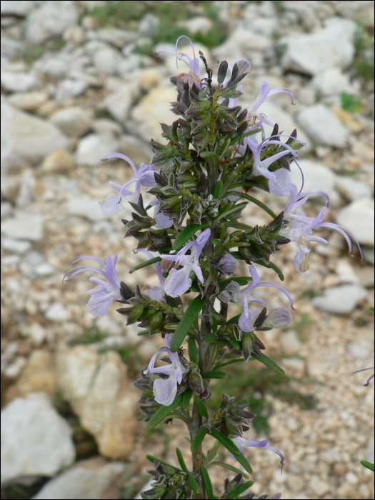 Rosmarinus officinalis