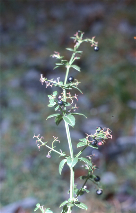 Rubia peregrina L.