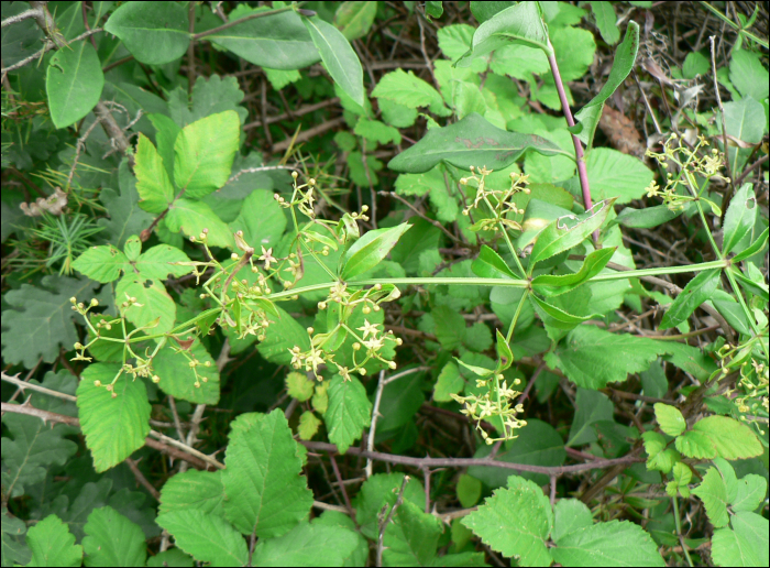 Rubia peregrina L.