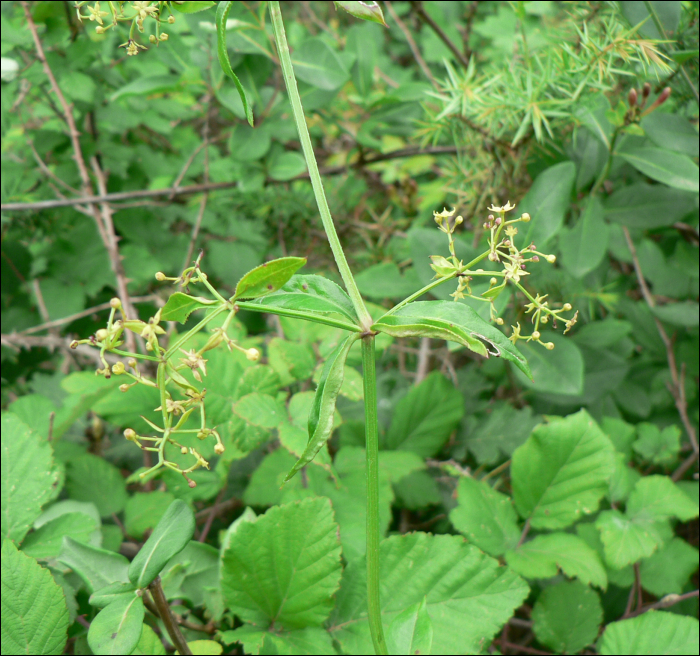 Rubia peregrina L.