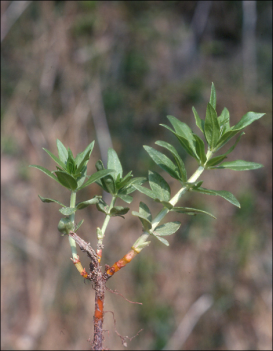 Rubia tinctorum L.