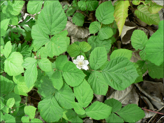 Rubus fruticosus