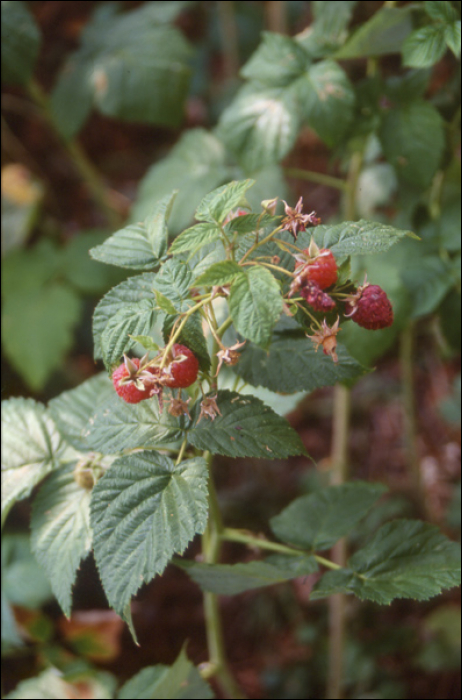 Rubus idaeus L.