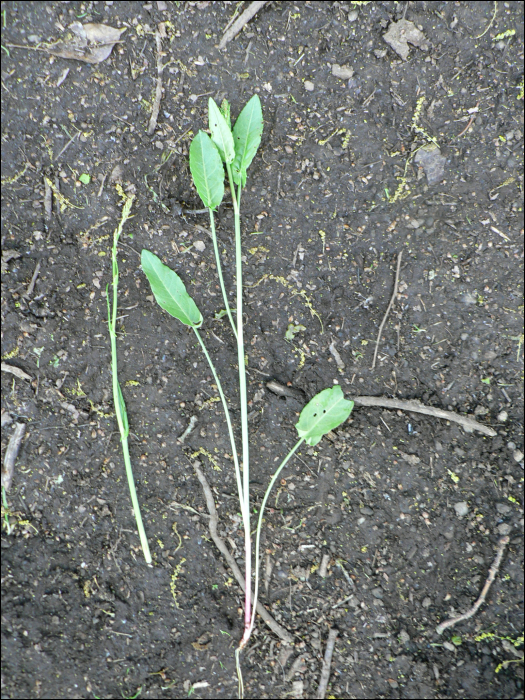 Rumex acetosa L.