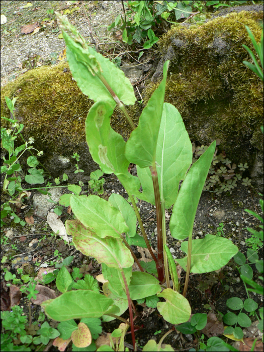 Rumex acetosa L.