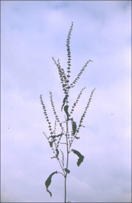 Rumex acetosa L.