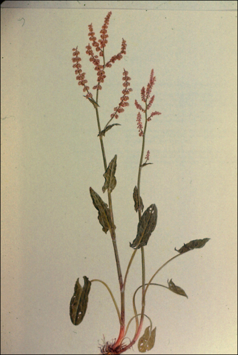 Rumex acetosa L.