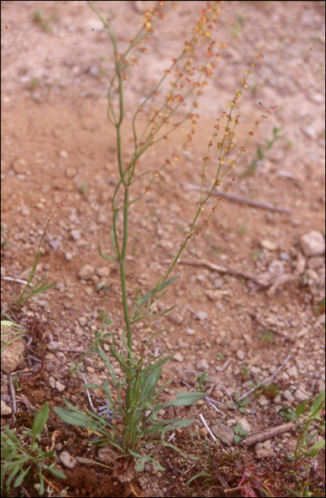 Rumex acetosella L.