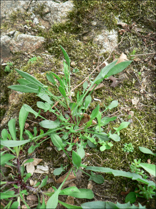 Rumex acetosella L.