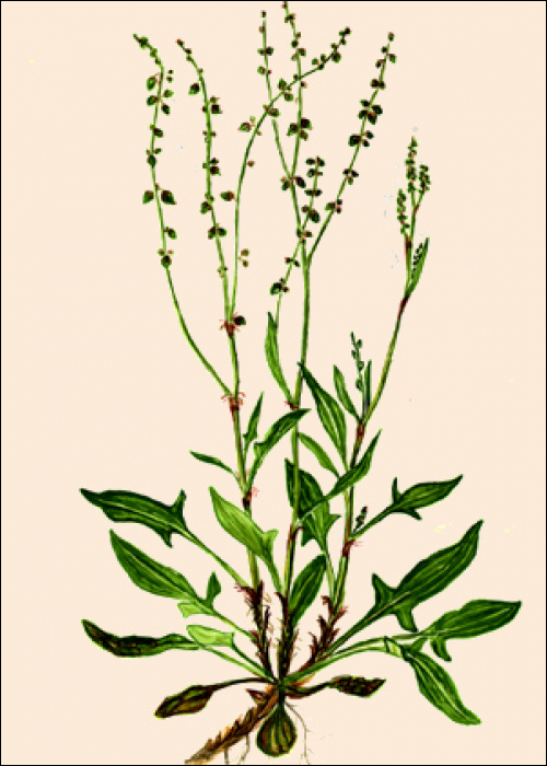 Rumex acetosella L.