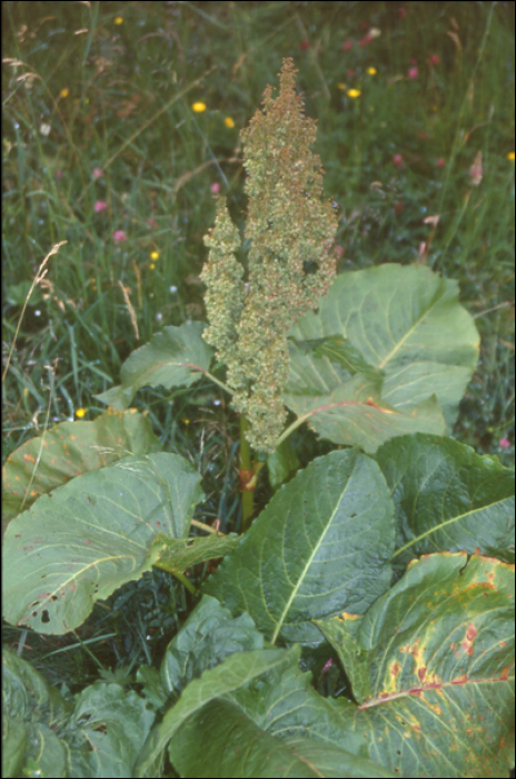 Rumex alpinus L.