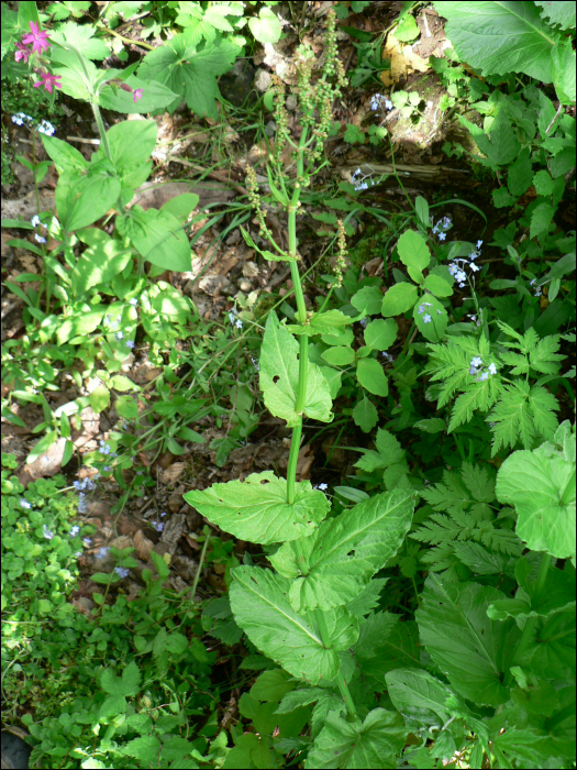 Rumex amplexicaulis