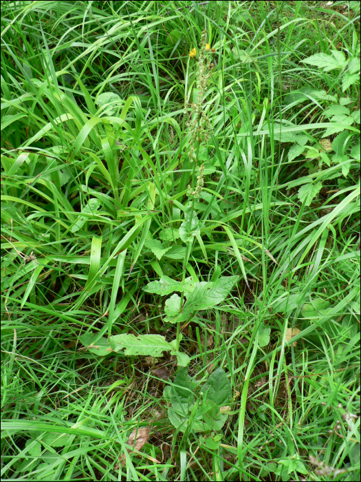 Rumex amplexicaulis