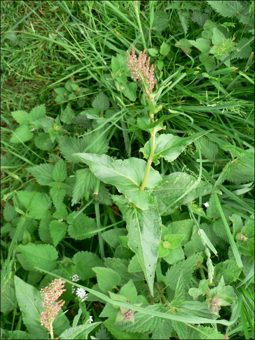 Rumex amplexicaulis