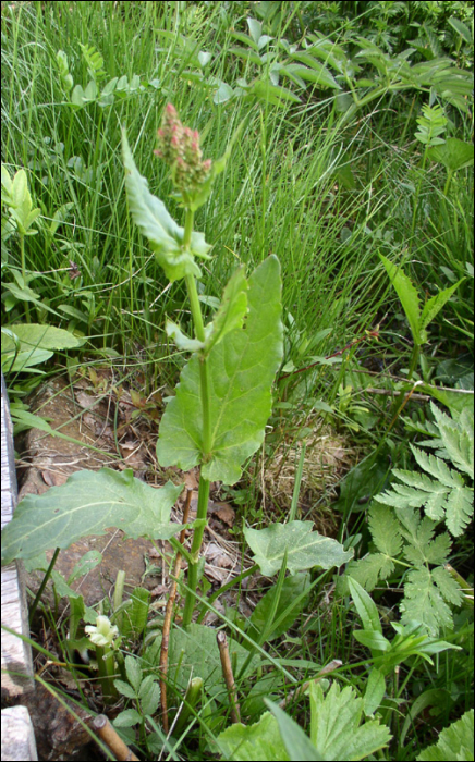 Rumex conglomeratus